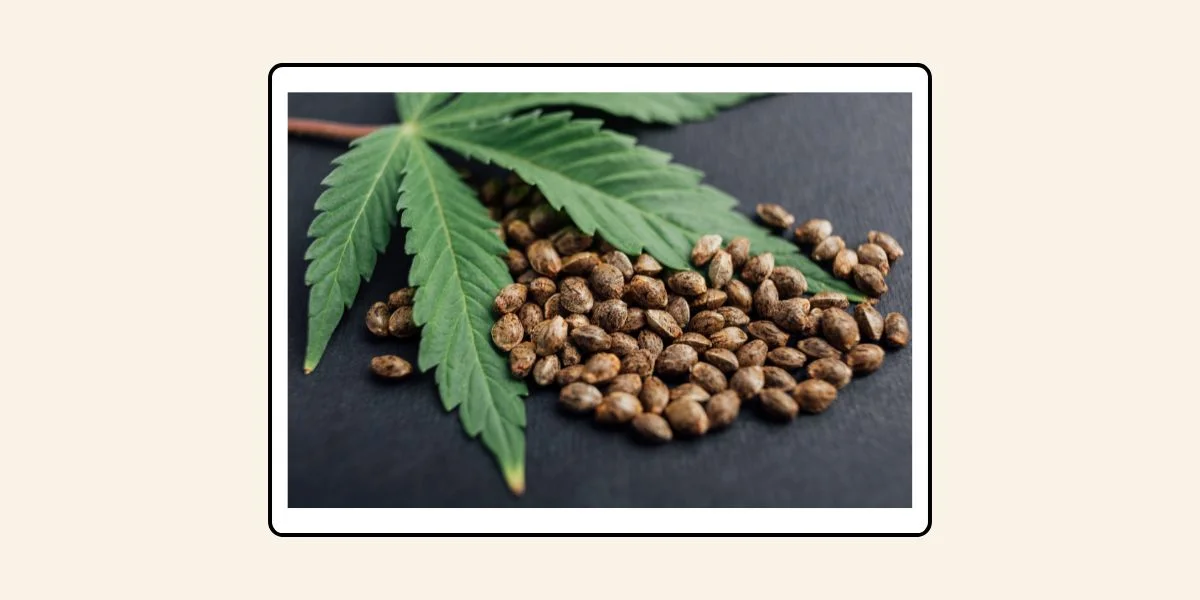 คำวินิจฉัย (ฟัตวา) จุฬาราชมนตรี ที่ 01/2563 เรื่อง กัญชาและกัญชง