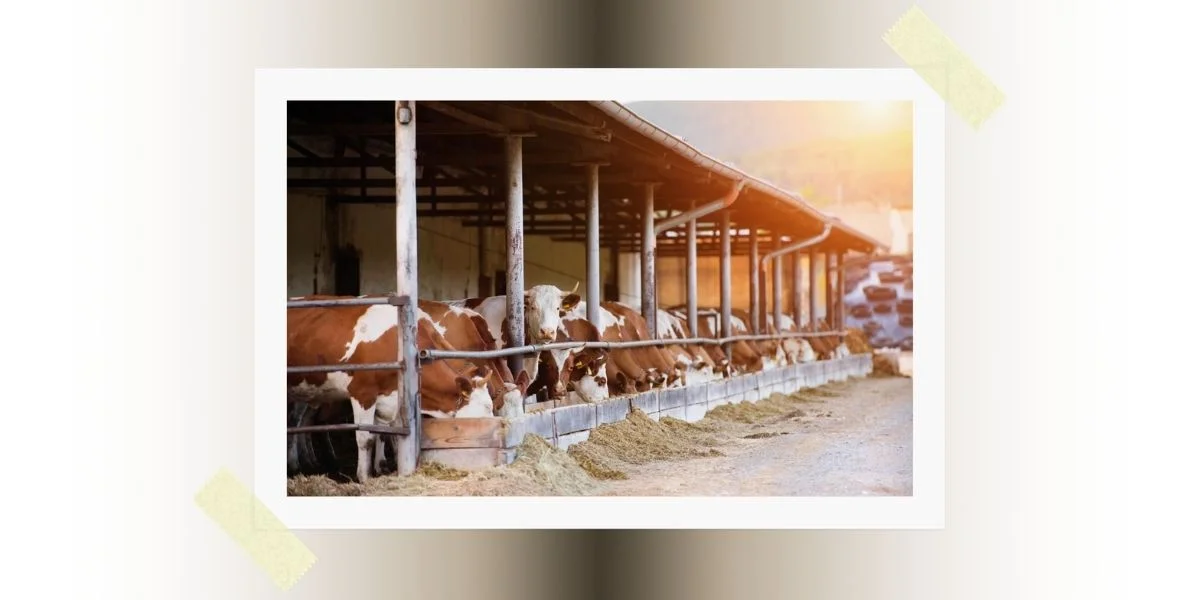 คำวินิจฉัย (ฟัตวา) จุฬาราชมนตรี ที่ 06/2554  เรื่อง สัตว์ฮาลาลที่ถูกเลี้ยงจากอาหารสัตว์ที่ผสมสิ่งที่ฮะรอม