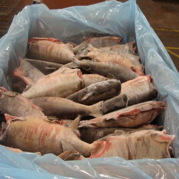Frozen Chum Salmon