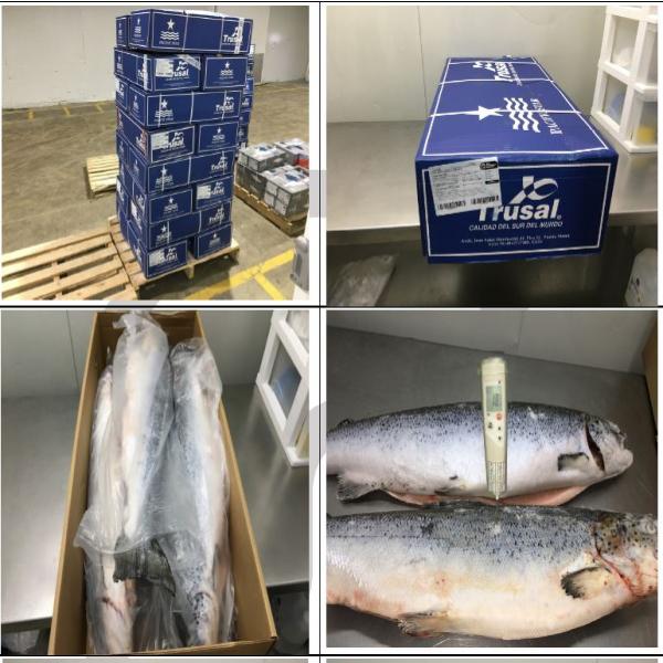 Frozen Atlantic Salmon Head on Gutted