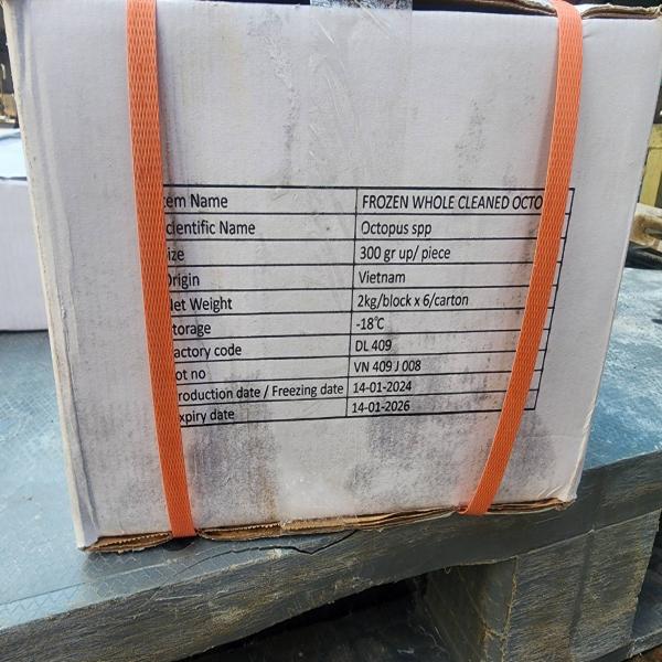 Frozen Whole Cleaned Octopus