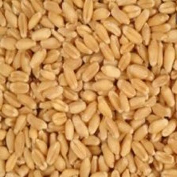 Raw Wheat