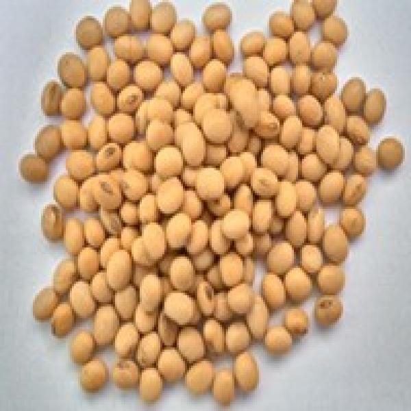 Soybean