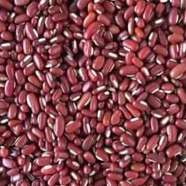 ถั่วนิ้วนางแดง