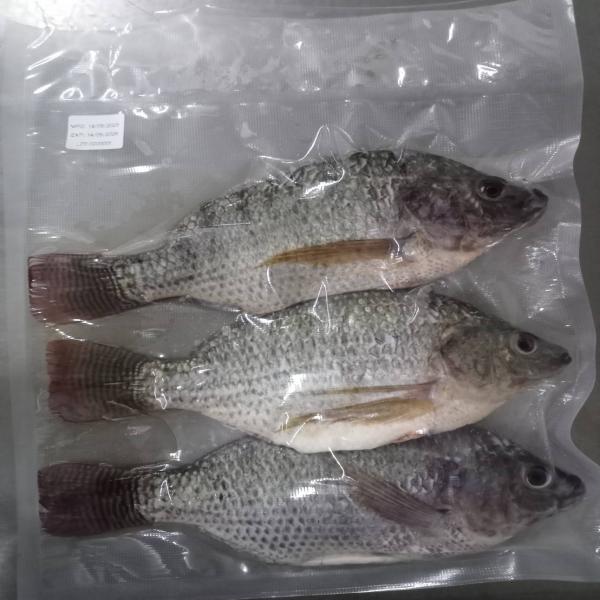 ปลานิลล้วงไส้