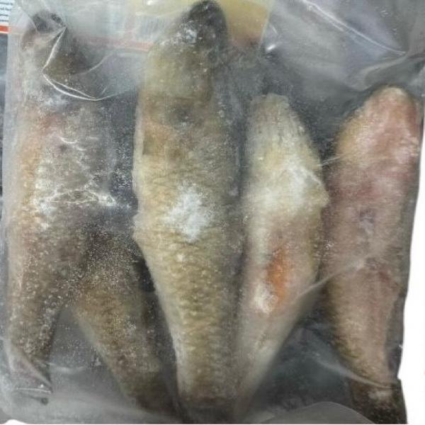 ปลากาแช่แข็ง