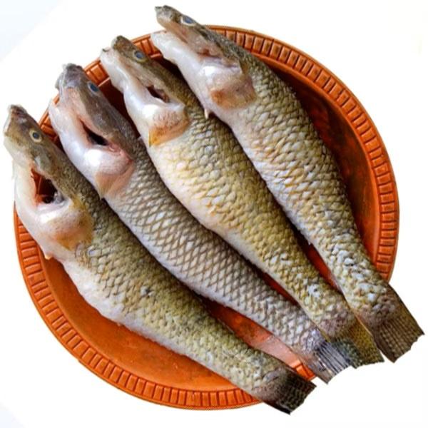 FROZEN BAILA( Glossogobius giuris)